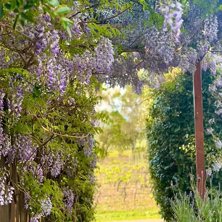 Alojamento de Turismo Rural Is Cheas Wine Farm Boutique