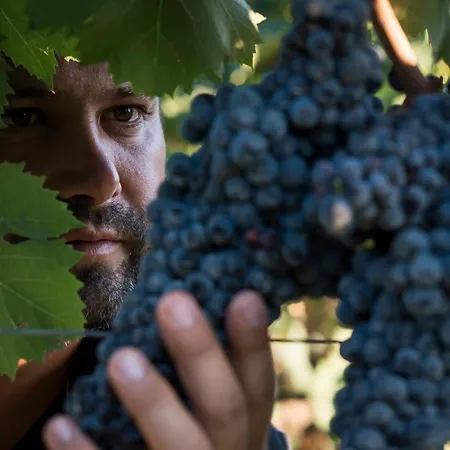 Is Cheas Wine Farm Boutique * San Vero Milis