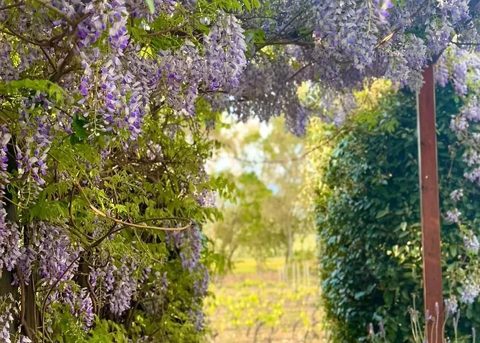 Agroturismo Is Cheas Wine Farm Boutique